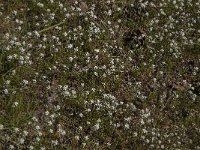 Teesdalia nudicaulis 26, Klein tasjeskruid, Saxifraga-Jan van der Straaten