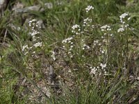 Teesdalia nudicaulis 47, Klein tasjekruid, Saxifraga-Willem van Kruijsbergen
