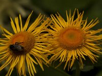 Koeienoog  Telekia speciosissima