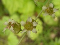 Tellima grandiflora 7, Franjekelk, Saxifraga-Ab H Baas