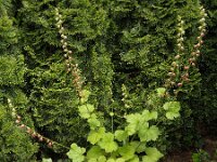 Tellima grandiflora 9, Franjekelk, Saxifraga-Ab H Baas