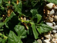 Tetragonia tetragonoides 5, Nieuw-Zeelandse spinazie, Saxifraga-Ed Stikvoort : s9900