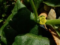 Tetragonia tetragonoides 8, Nieuw-Zeelandse spinazie, Saxifraga-Ed Stikvoort : s9900