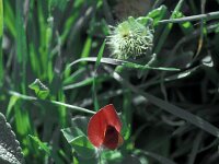 Tetragonolobus purpureus 1, Saxifraga-Jan van der Straaten