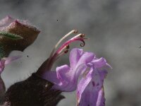 Teucrium botrys 1, Trosgamander, Saxifraga-Rutger Barendse