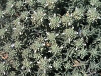 Teucrium capitatum