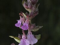 Teucrium chamaedrys, Wall Germander