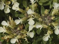 Teucrium montanum 1, Berggamander, Saxifraga-Jan van der Straaten