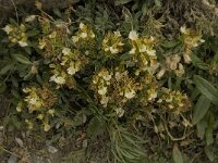 Teucrium montanum 10, Berggamander, Saxifraga-Willem van Kruijsbergen