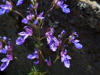 Teucrium orientale 1, Saxifraga-Ed Stikvoort