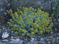 Teucrium polium