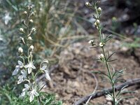 Teucrium pseudochamaepitys