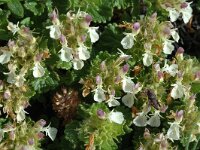 Teucrium pyrenaicum