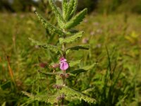 Teucrium scordium 1, Moerasgamander, Saxifraga-Jelle van Dijk