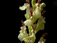 Teucrium scorodonia, Wood-sage