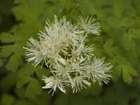 Thalictrum aquilegiifolium 1, Akeleiruit, Saxifraga-Jan van der Straaten