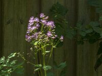 Thalictrum aquilegiifolium 30, Akeleiruit, Saxifraga-Jan van der Straaten