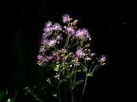 Thalictrum aquilegiifolium 31, Akeleiruit, Saxifraga-Jan van der Straaten