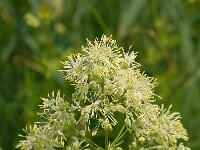 Thalictrum flavum, Common Meadow-rue