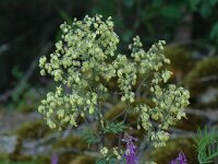 Thalictrum simplex, Slim Meadow-rue