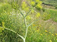 Thapsia garganica