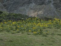 Thapsia nitida 1, Saxifraga-Willem van Kruijsbergen