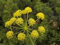 Thapsia transtagana 1, Saxifraga-Willem van Kruijsbergen