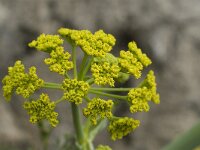 Thapsia villosa 1, Saxifraga-Jan van der Straaten