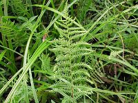 Thelypteris palustris, Marsh Fern