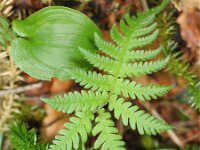 Thelypteris phegopteris