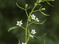 Thesium alpinum