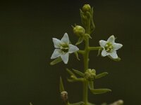 Thesium bavarum 1, Saxifraga-Jan van der Straaten