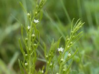 Thesium dollineri 1, Saxifraga-Jan Willem Jongepier