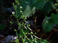 Thesium pyrenaicum 1, Weidebergvlas, Saxifraga-Ed Stikvoort