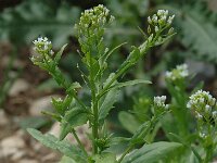 Thlaspi arvense, Field Penny-cress