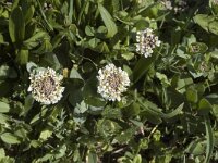 Thlaspi brachypetalum 1, Saxifraga-Marijke Verhagen