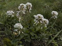 Thlaspi caerulescens 1, Zinkboerenkers, Saxifraga-Willem van Kruijsbergen