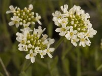 Thlaspi montanum 1, Bergboerenkers, Saxifraga-Marijke Verhagen