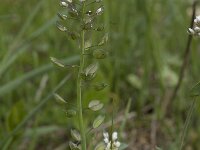 Thlaspi perfoliatum 1, Doorgroeide boerenkers, Saxifraga-Willem van Kruijsbergen