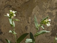 Thlaspi perfoliatum 2, Doorgroeide boerenkers, Saxifraga-Willem van Kruijsbergen