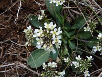 Thlaspi praecox 1, Saxifraga-Jasenka Topic