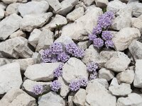 Thlaspi rotundifolium 18, Saxifraga-Luuk Vermeer