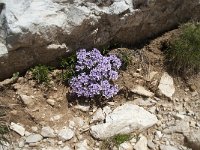 Thlaspi rotundifolium ssp rotundifolium 10, Saxifraga-Annemiek Bouwman