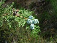 Thuja orientalis 1, Saxifraga-Jan van der Straaten