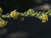 Thymelaea hirsuta