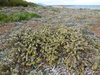 Thymelaea myrtifolia 1, Saxifraga-Ed Stikvoort