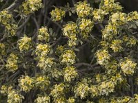 Thymelaea tartonraira ssp angustifolia 4, Saxifraga-Jan van der Straaten