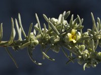 Thymelaea tartonraira ssp angustifolia 5, Saxifraga-Jan van der Straaten