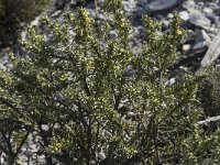 Thymelaea tartonraira ssp angustifolia 6, Saxifraga-Willem van Kruijsbergen