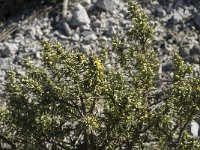 Thymelaea tartonraira ssp angustifolia 7, Saxifraga-Jan van der Straaten